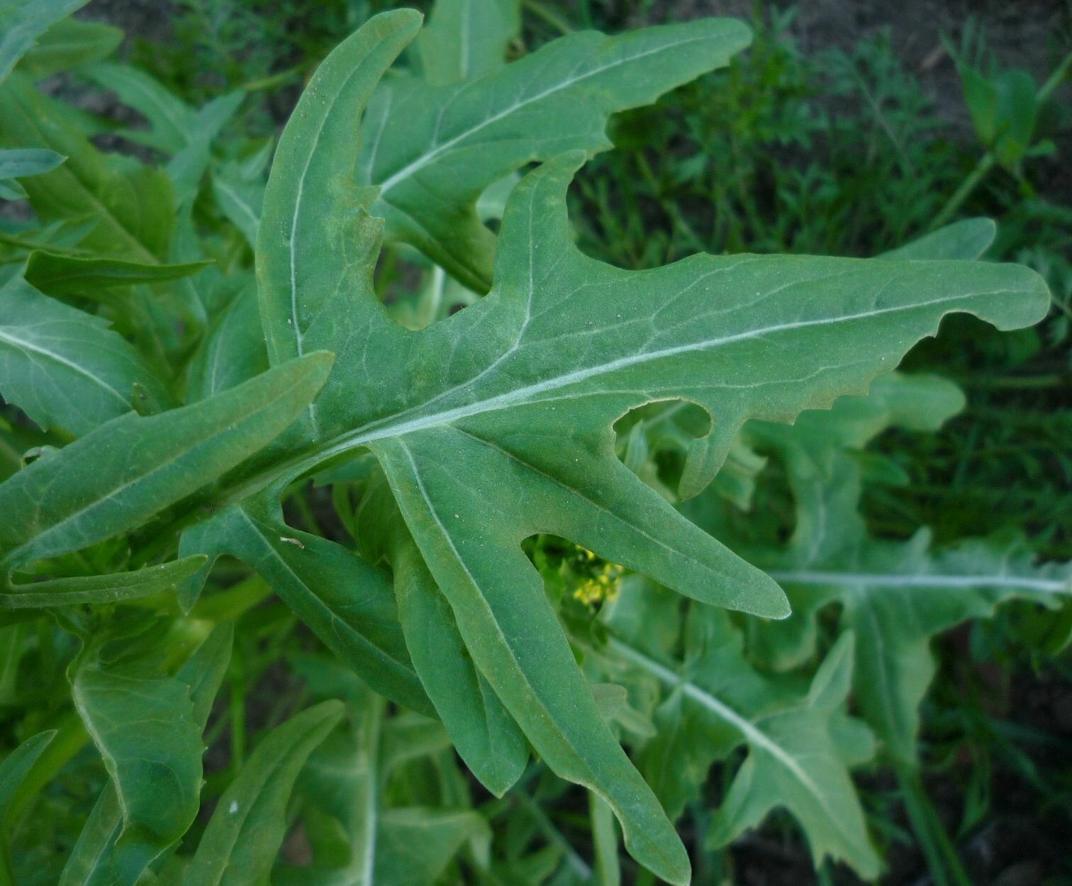 High Resolution Sisymbrium irio Leaf